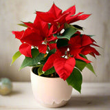 Euphorbia Pulcherrima (Titan Red) Or Poinsettia 30-40cm