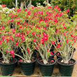 Adenium obesum Or Desert Rose وردة الصحراء