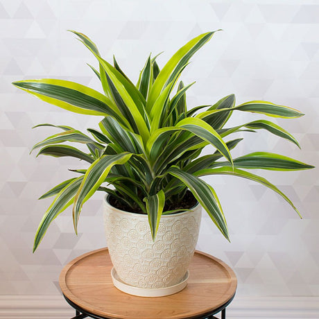 Dracaena Lemon Lime Mini