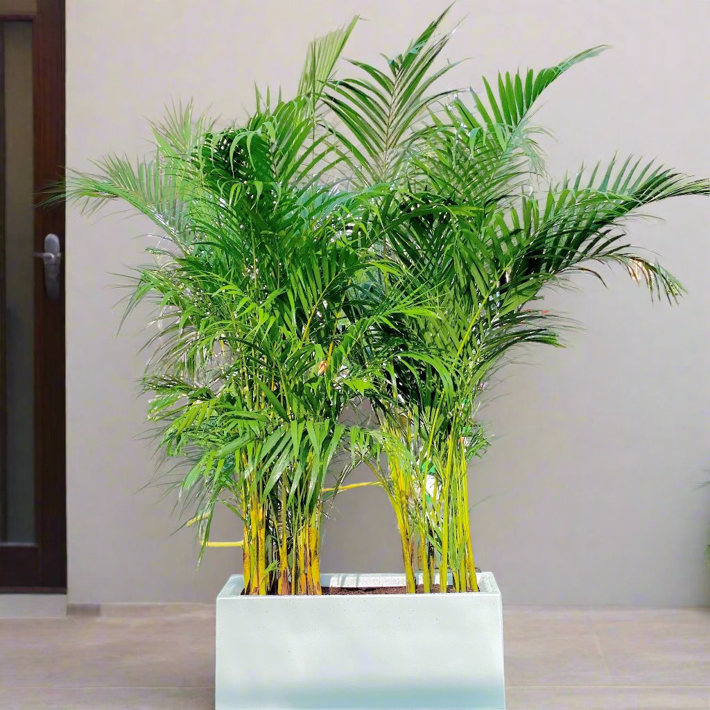 Areca Palms Outdoor In Fiber Glass Pot (GRP)(70x30x30)