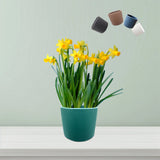 Round Tulip Pot Dimensions: 15 cm x 12 cm (Diameter x Height)