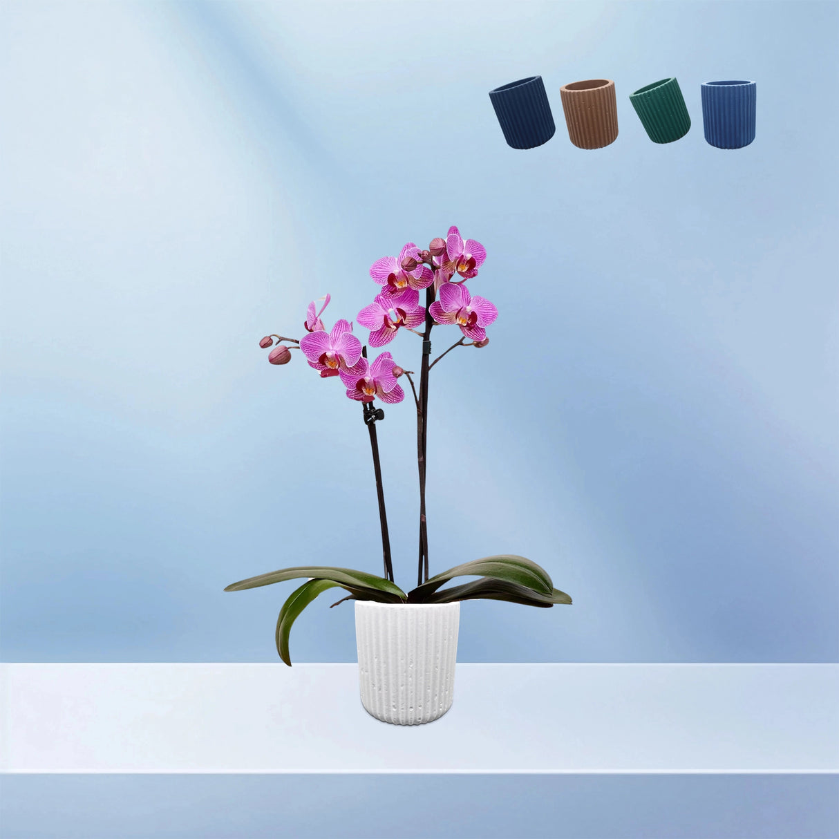 Sharon Ribbed Flower Pot:  Dimensions: 7.5 cm x 9 cm (Diameter x Height)