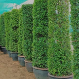 Ficus Nitida Tall 1.8 - 2.0m