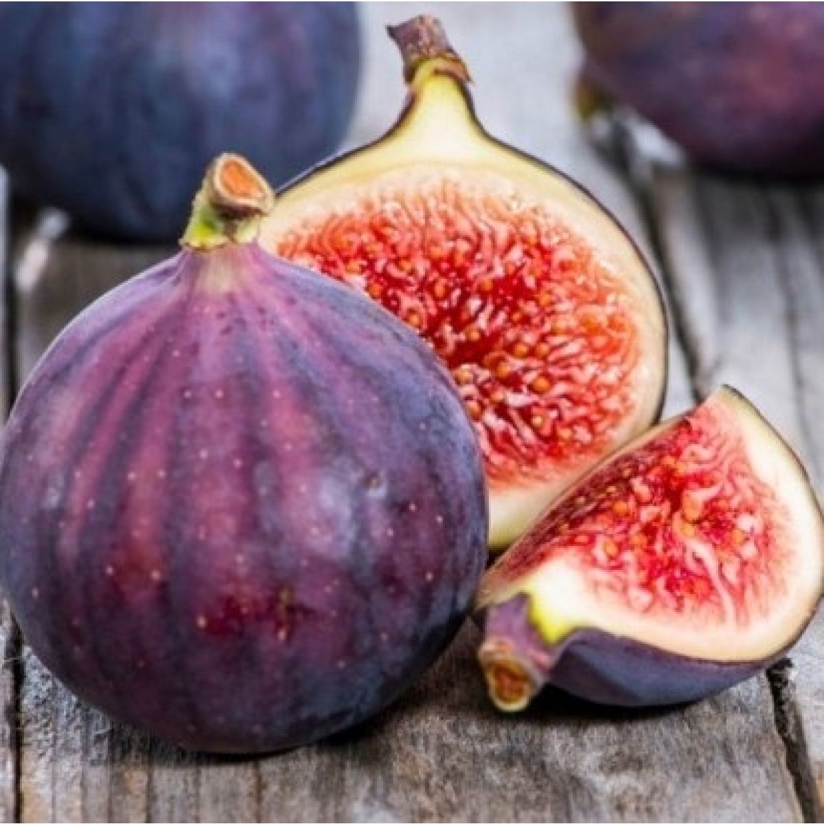 Fig Tree Turkish Red