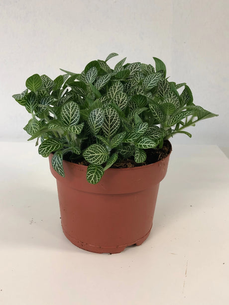 Fittonia, Nerve or Mosaic Plant 5-10cm Spread