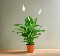 Spathiphyllum or Peace Lily "زنبق السلام"