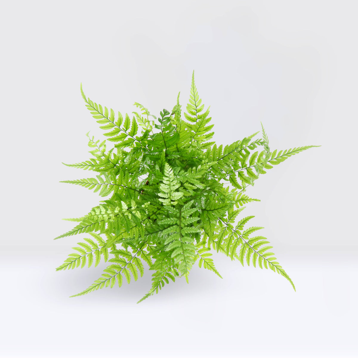 Athyrium Ferns or Lady Fern – Cacti