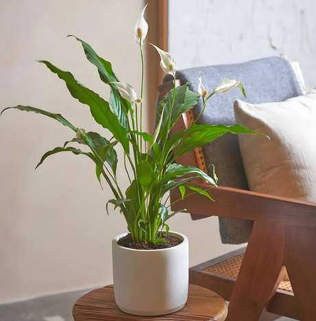 Spathiphyllum or Peace Lily "زنبق السلام"