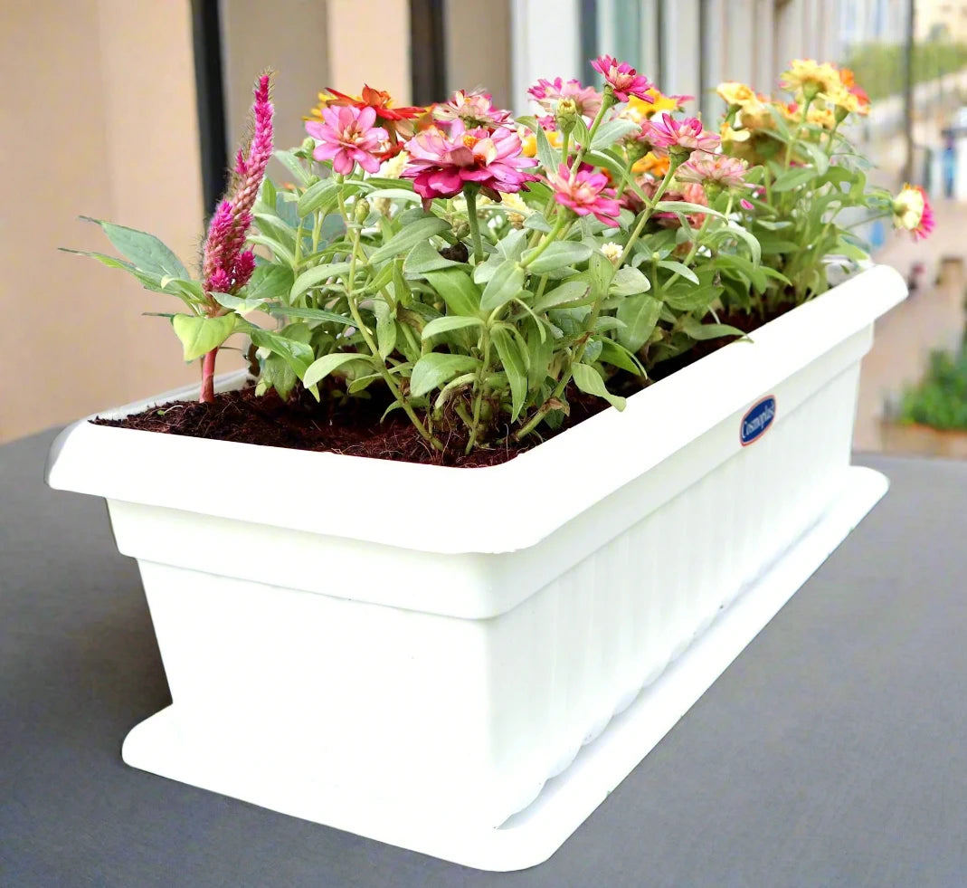 Seasonal Flowering Plants Mix in Cosmoplast White Pot 15 Ltr