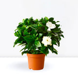 Gardenia Jasminoides or Cape Jasmine (Indoor) كيب ياسمين