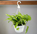 Hanging Money Plant "Epipremnum aureum"