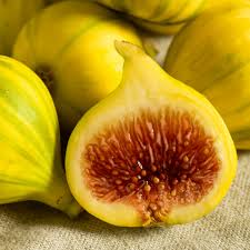 Fig Tree yellow1.5 - 2.0m