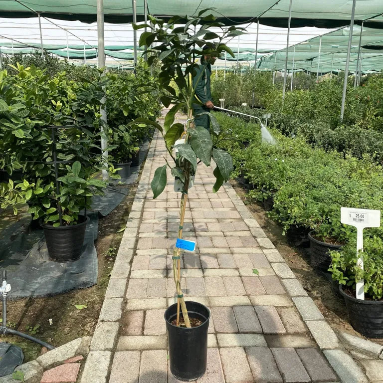 Citrus Paradisi Pomelo 1.2-1.5m