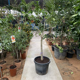 Citrus medica