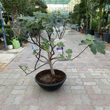 Fig Tree Middle eastern