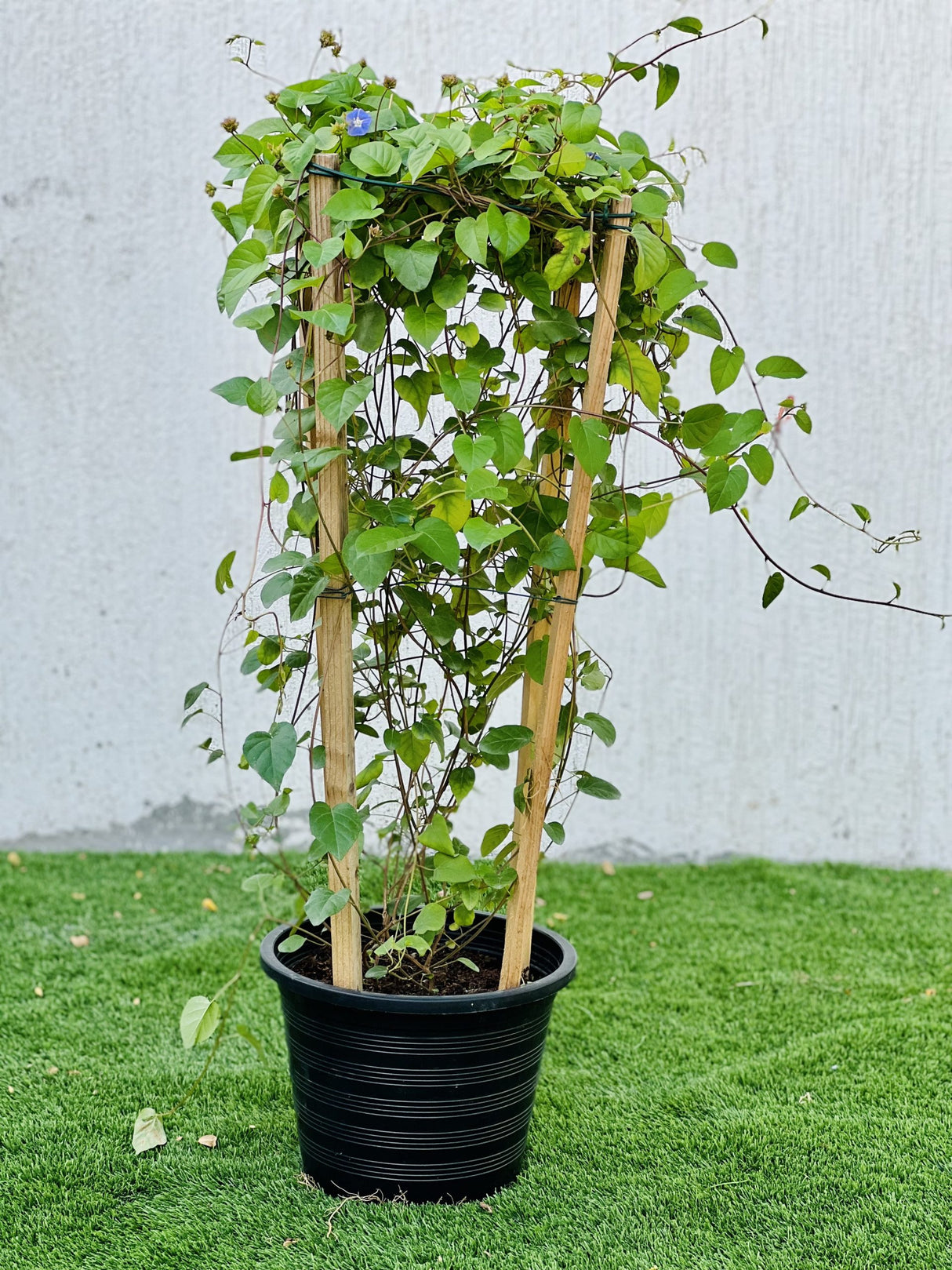 Jacquemontia pentantha "Sky Blue Cluster Vine"