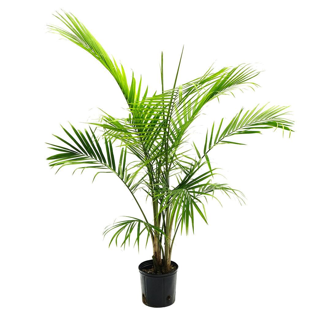 Majestic Palm 80-100cm