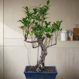 Mini Bonsai Mixed with Bowl 40-50cm