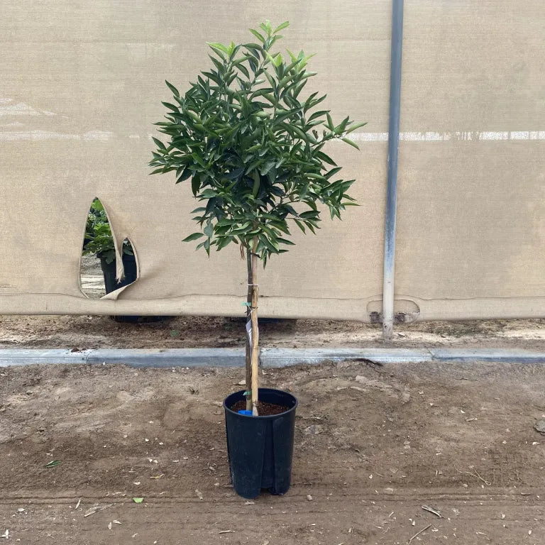 Citrus reticulata Mandarino 1.5-2.0m