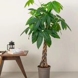 Pachira aquatica, Money Tree "Twisted Trunk" 130 - 150cm  شجرة المال