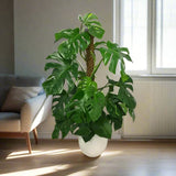 Monstera deliciosa "The Hurricane or Swiss Cheese Plant"