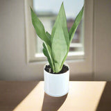 Snake Plant "Moon Shine" 25-30cm