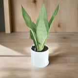 Snake Plant "Moon Shine" 25-30cm