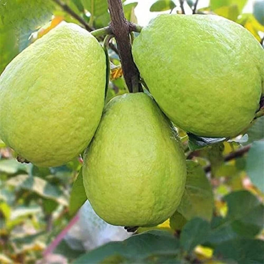 Chinese Guava (Psidium cattleianum)1.5-2.0m