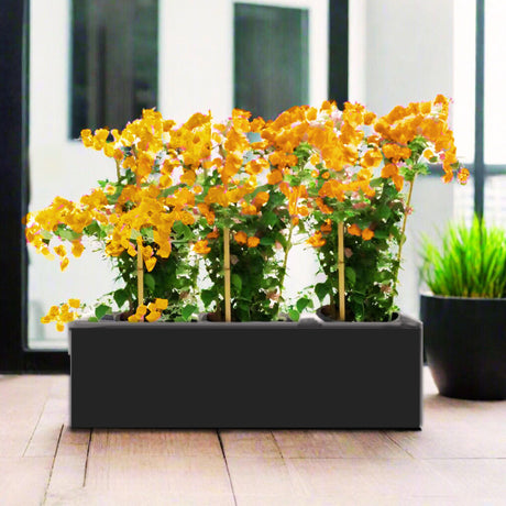 Bougainvillea Plants in Fiber Glass Pot 100/30/30