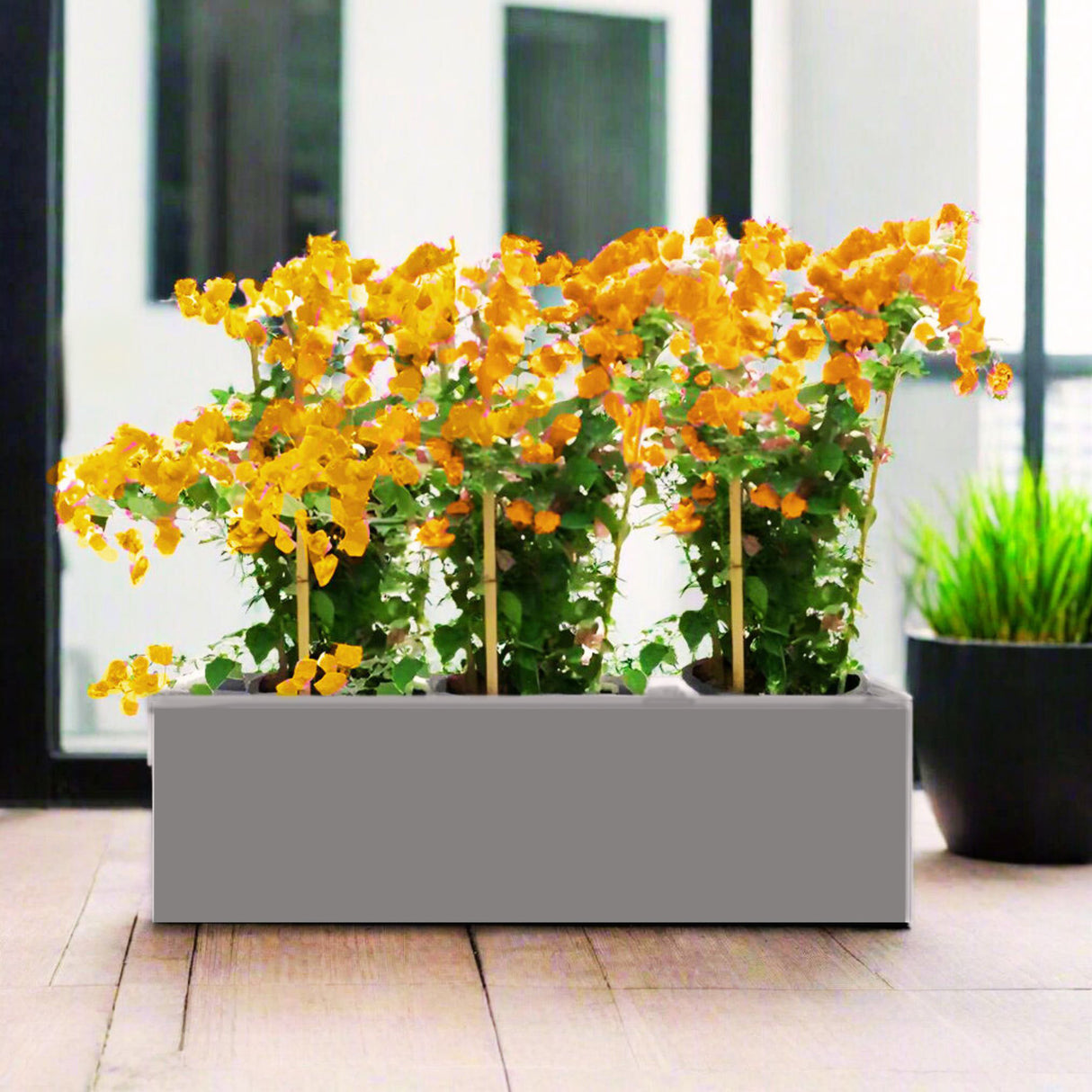 Bougainvillea Plants in Fiber Glass Pot 100/30/30