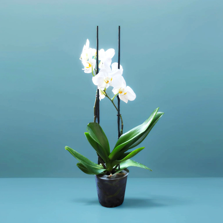 White orchids 50-70cm