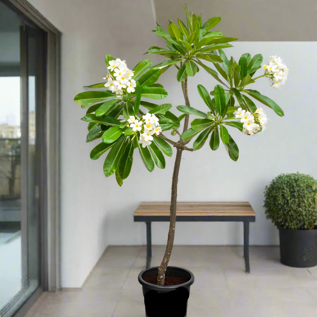 Plumeria Obtusa "Frangipani or The Temple Tree"