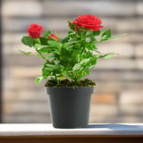 Rose Plant (outdoor)