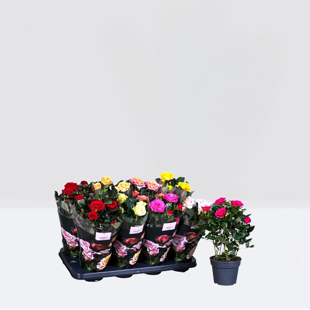 Rose Plant Indoor 20 – 30cm