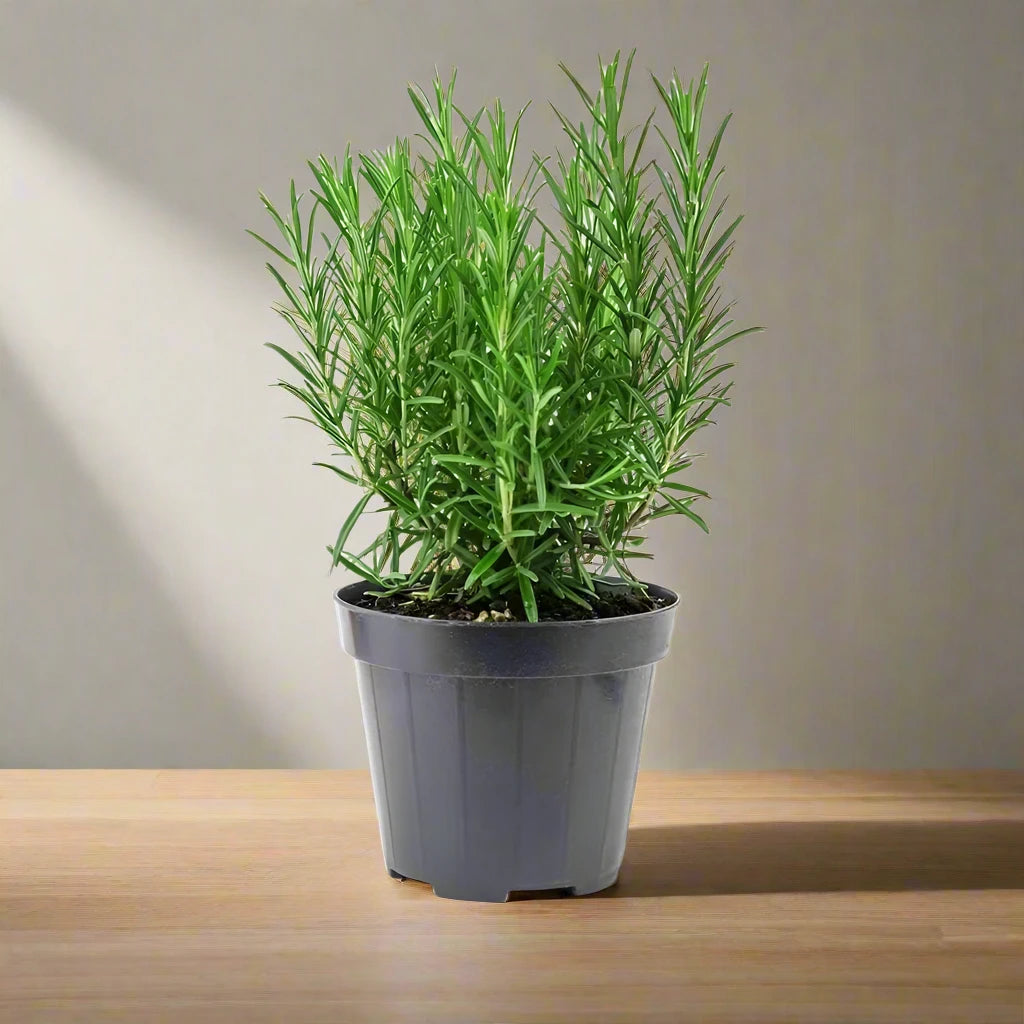 Rosmarinus officialis or Rosemary Herb