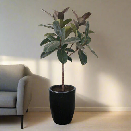 Ficus elastica or Rubber Plant Holland