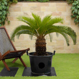 Cycas Revoluta "Sago Palm"