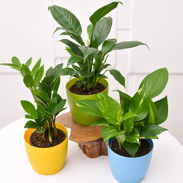 Set of 3 Office Plants for Table/Desk