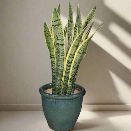 Sansevieria trifasciata 'Laurentii' or Snake Plant