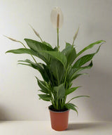 Spathiphyllum or Peace Lily "زنبق السلام"