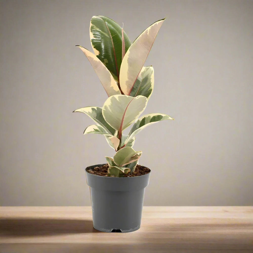 Ficus elastic "Tineke" 25 – 35cm