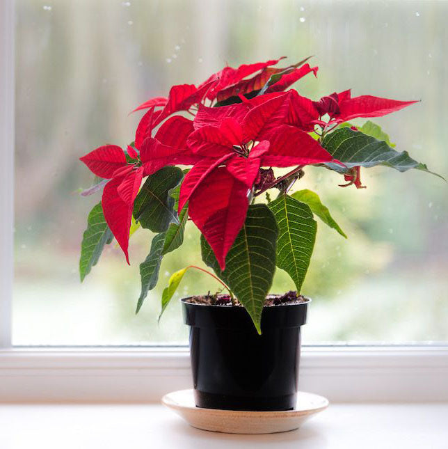 Euphorbia Pulcherrima (Titan Red) Or Poinsettia 30-40cm