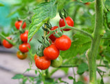 Tomato plant