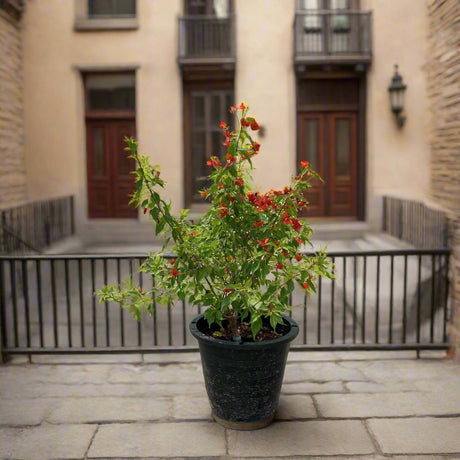 Bougainvillea Red 0.5-0.7m