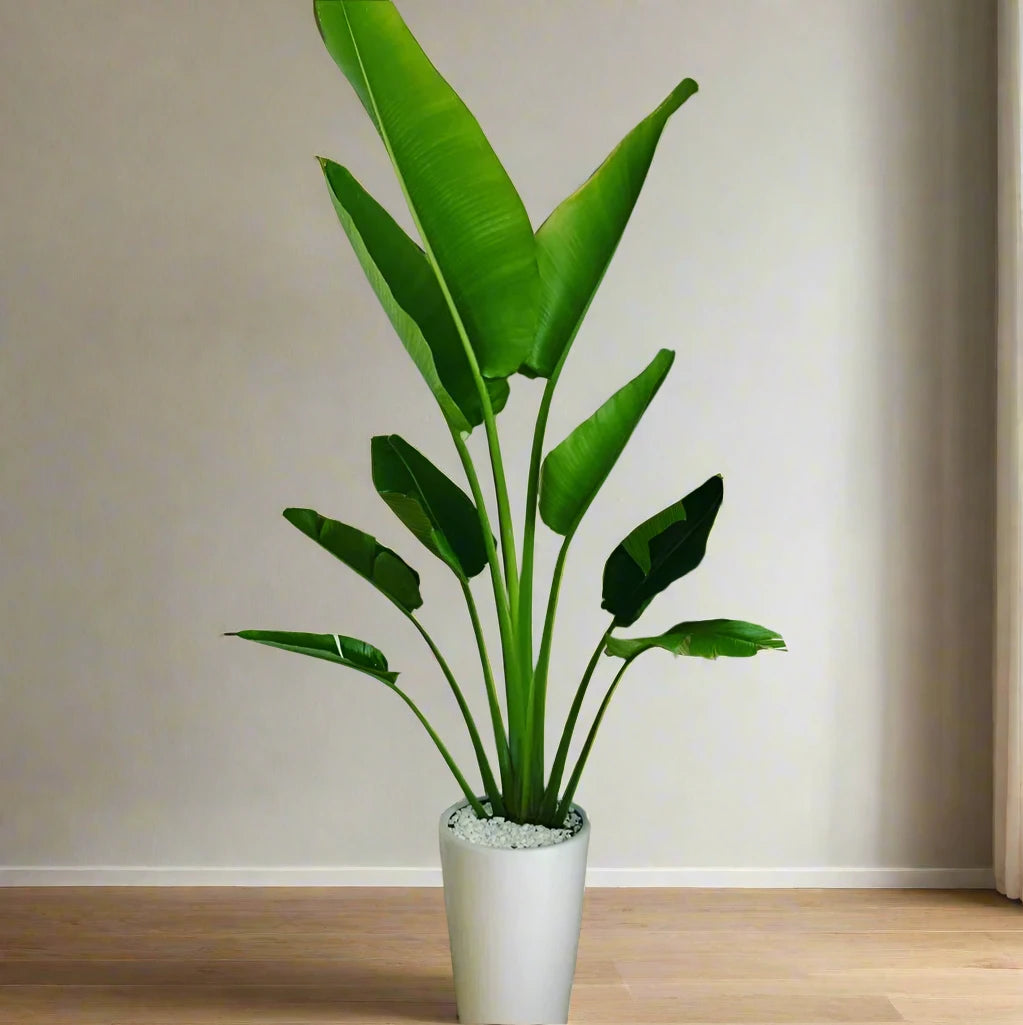 Office Plant Travellers Palm Big 2.5-3m in Ceramic Pot