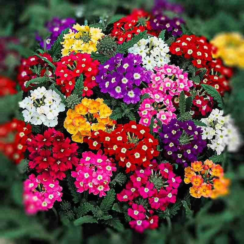 Verbena flowers 8-12cm