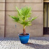 Washingtonia Robusta “Mexican Fan Palm” in Rolled Rim Pot