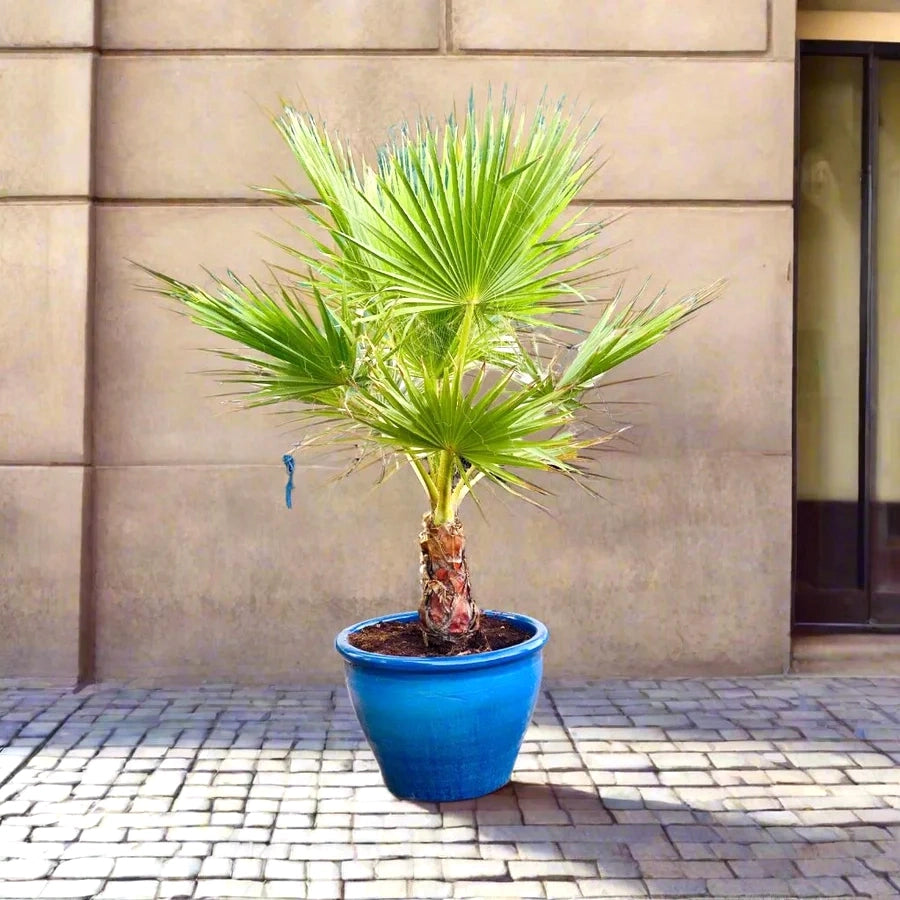 Washingtonia Robusta “Mexican Fan Palm” in Rolled Rim Pot