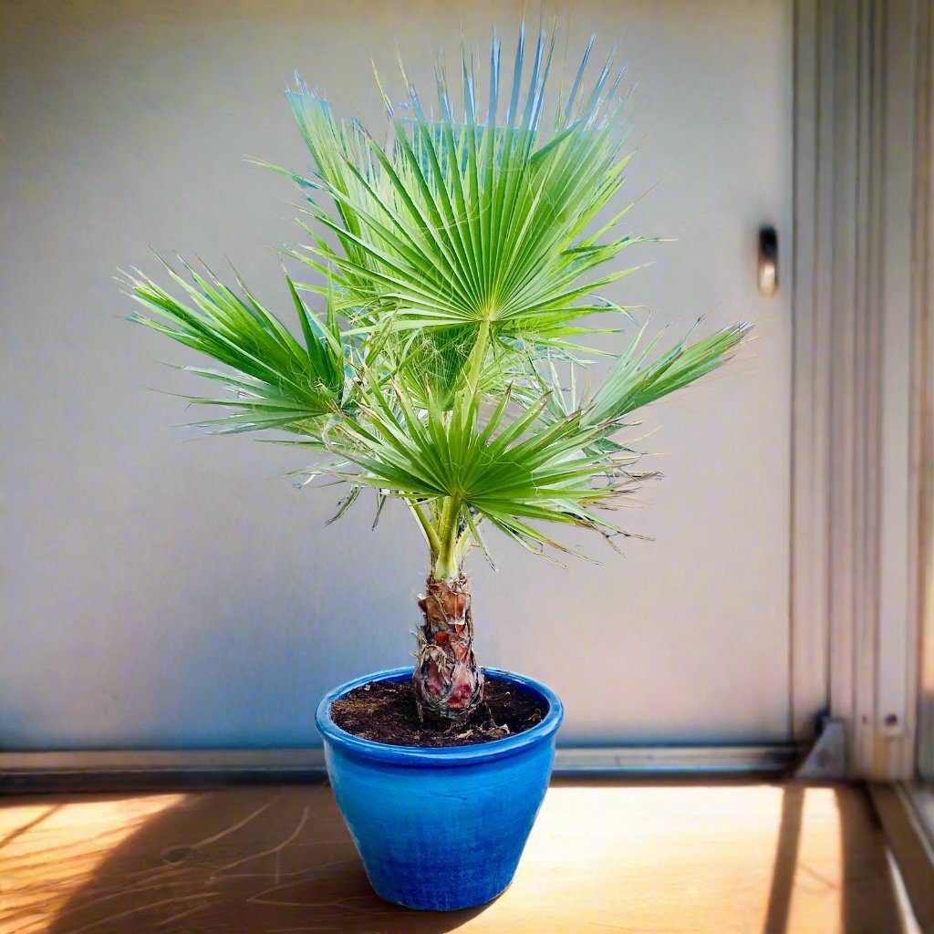 Washingtonia Robusta “Mexican Fan Palm” in Rolled Rim Pot