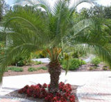 Phoenix roebelenii "Miniature date palm"